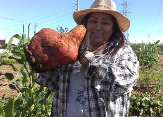 agricultora-colhe-batata-doce-gigante-no-parana:-‘fiquei-impressionada-com-o-tamanho,-era-enorme’;-video