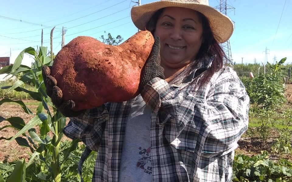 agricultora-colhe-batata-doce-gigante-no-parana:-‘fiquei-impressionada-com-o-tamanho,-era-enorme’;-video