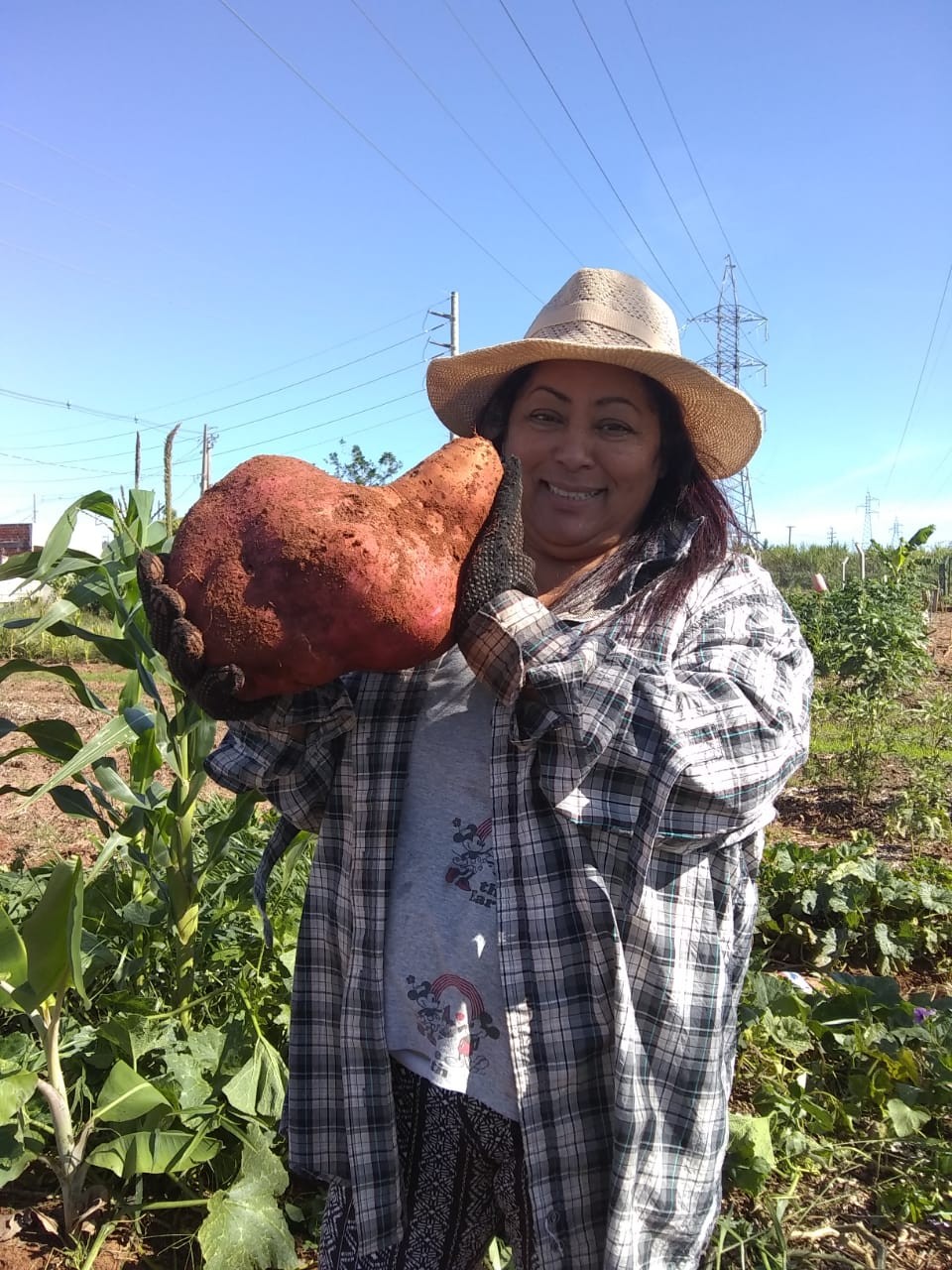 Agricultora colhe batata-doce gigante no Paraná: ‘Fiquei impressionada com o tamanho, era enorme’; VÍDEO