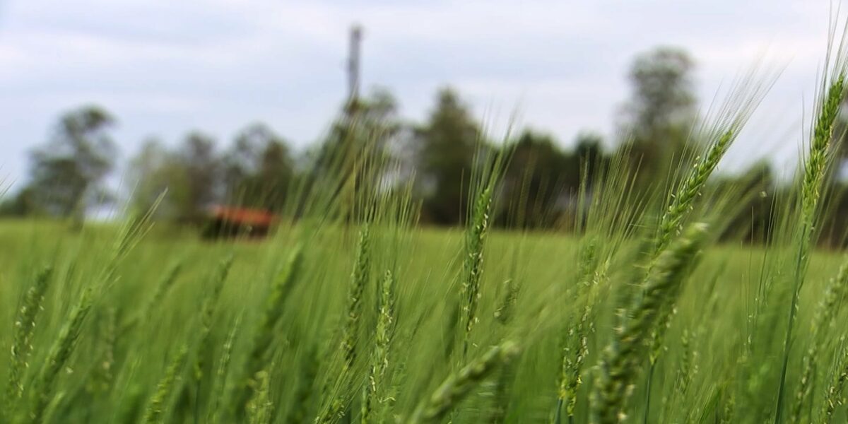 ctnbio-aprova-plantio-de-trigo-transgenico-no-brasil