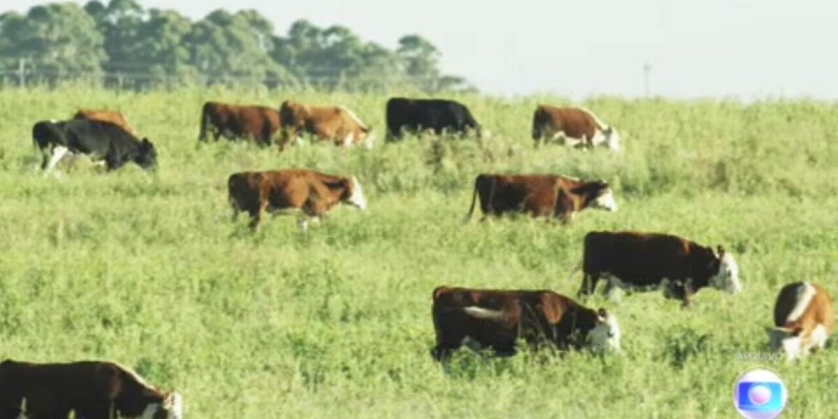 china,-tailandia,-ira-e-jordania-suspendem-importacao-de-carne-bovina-do-brasil-apos-caso-de-vaca-louca-no-para