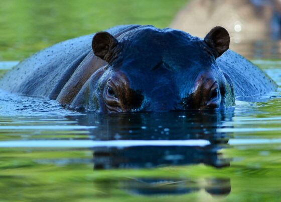 colombia-quer-exportar-hipopotamos-de-pablo-escobar