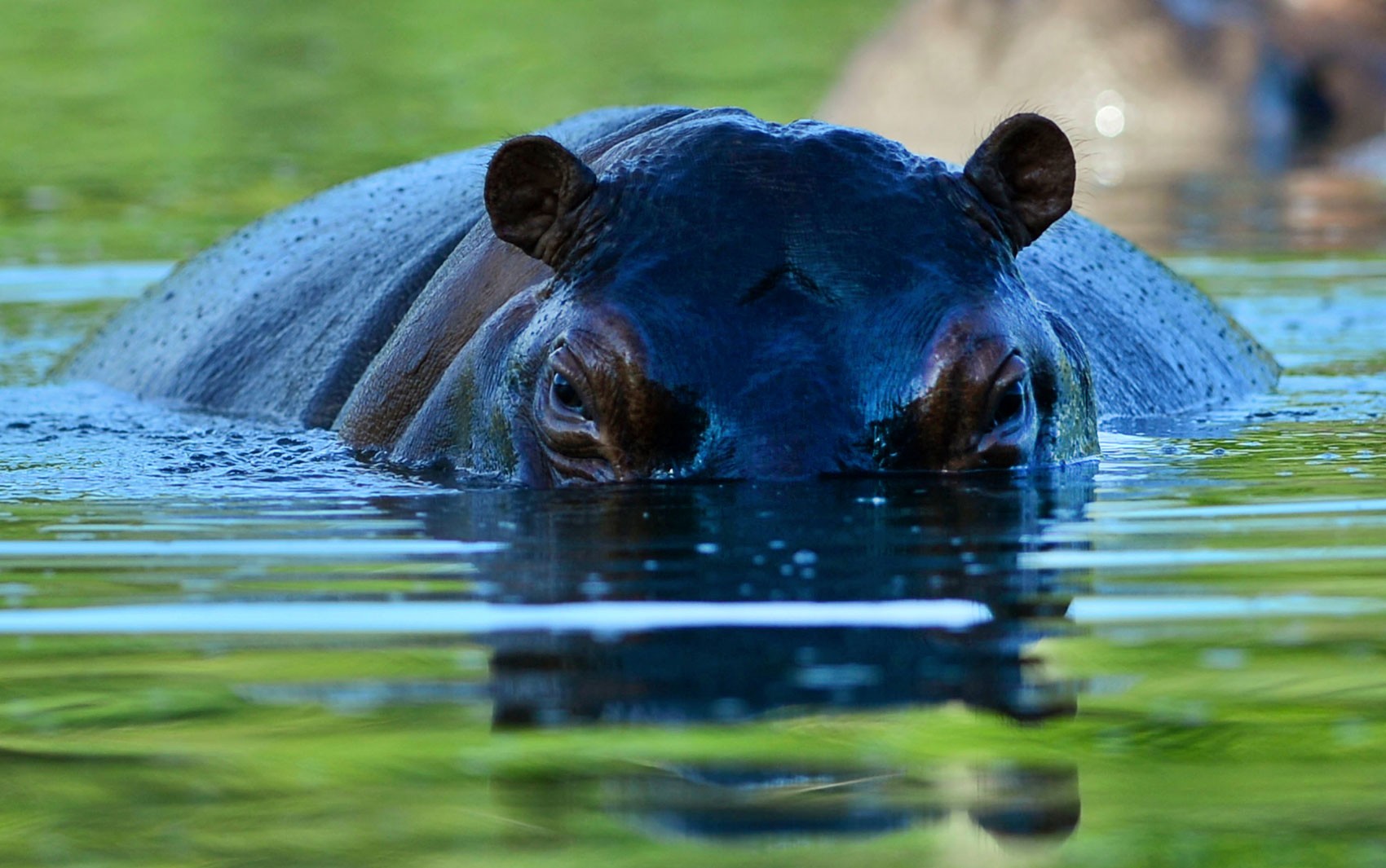 Colômbia quer exportar hipopótamos de Pablo Escobar