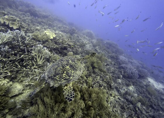 nacoes-chegam-a-acordo-para-proteger-a-vida-marinha-em-alto-mar