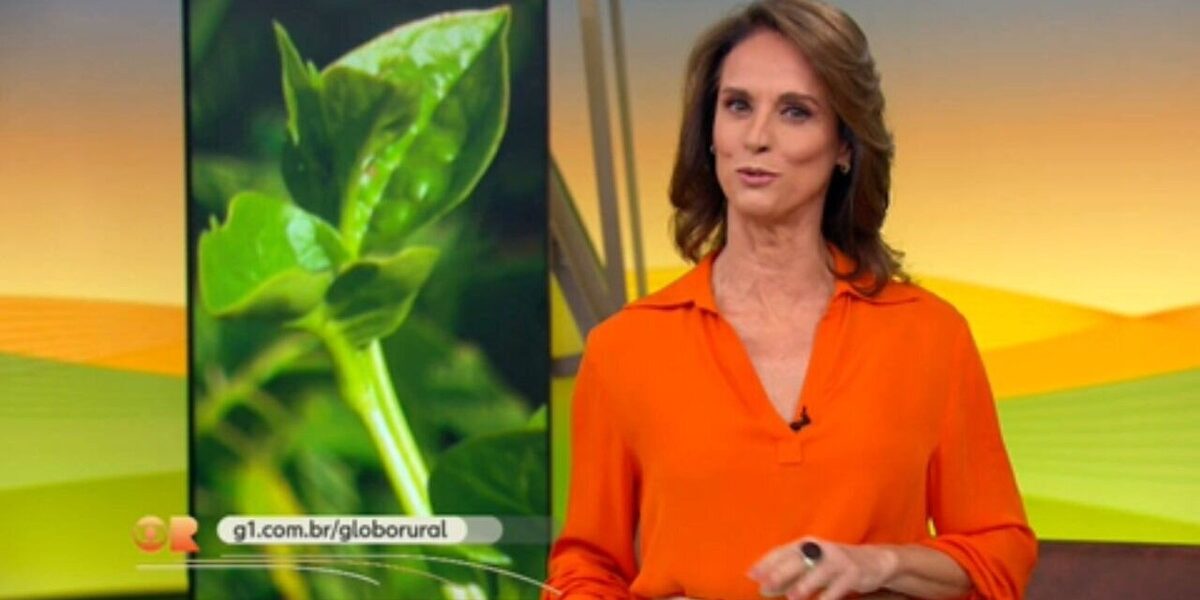 bertalha:-aprenda-a-cultivar-a-hortalica