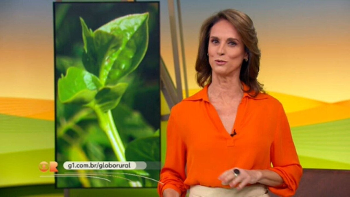 Bertalha: aprenda a cultivar a hortaliça