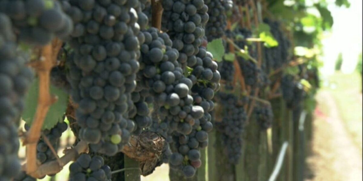 conheca-a-producao-de-uva-e-vinho-na-serra-gaucha-e-como-a-denuncia-de-trabalho-escravo-afetou-o-setor