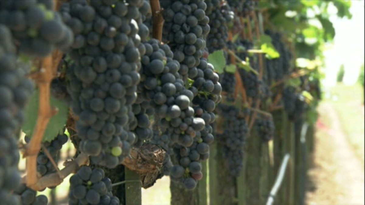 Conheça a produção de uva e vinho na Serra Gaúcha e como a denúncia de trabalho escravo afetou o setor