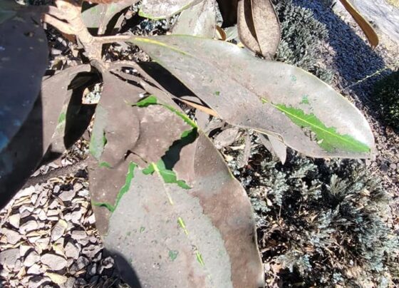 fungo-do-uisque-cobre-cidade-nos-eua-e-assusta-moradores