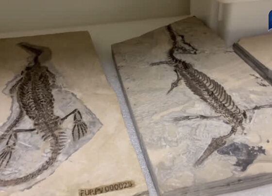 laboratorio-da-unb-guarda-fosseis-de-dinossauros-e-especies-ainda-mais-antigas