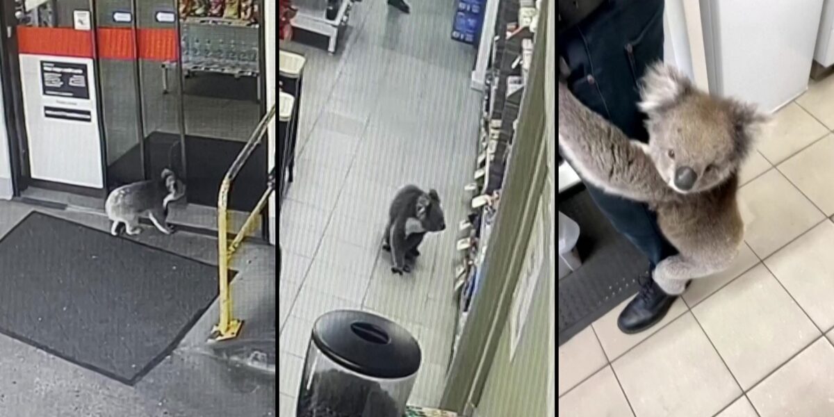video:-coala-entra-em-loja-na-australia,-fica-por-40-minutos,-mas-nao-compra-nada