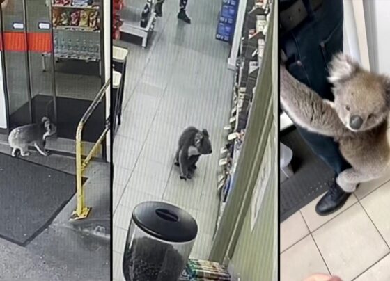 video:-coala-entra-em-loja-na-australia,-fica-por-40-minutos,-mas-nao-compra-nada