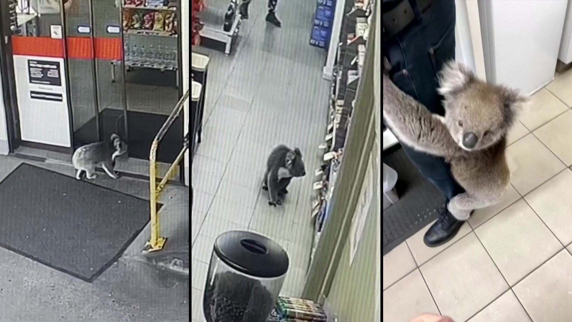 VÍDEO: Coala entra em loja na Austrália, fica por 40 minutos, mas não compra nada
