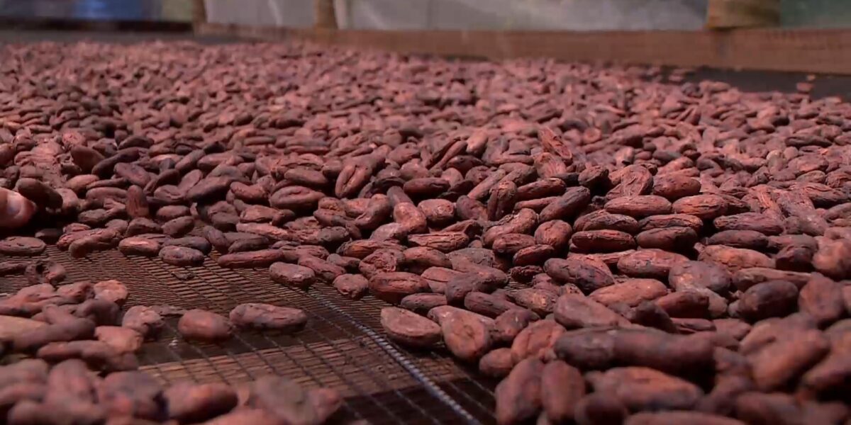 chocolate-e-empoderamento:-conheca-as-mulheres-produtoras-de-cacau-no-es