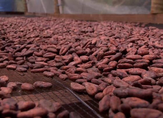 chocolate-e-empoderamento:-conheca-as-mulheres-produtoras-de-cacau-no-es