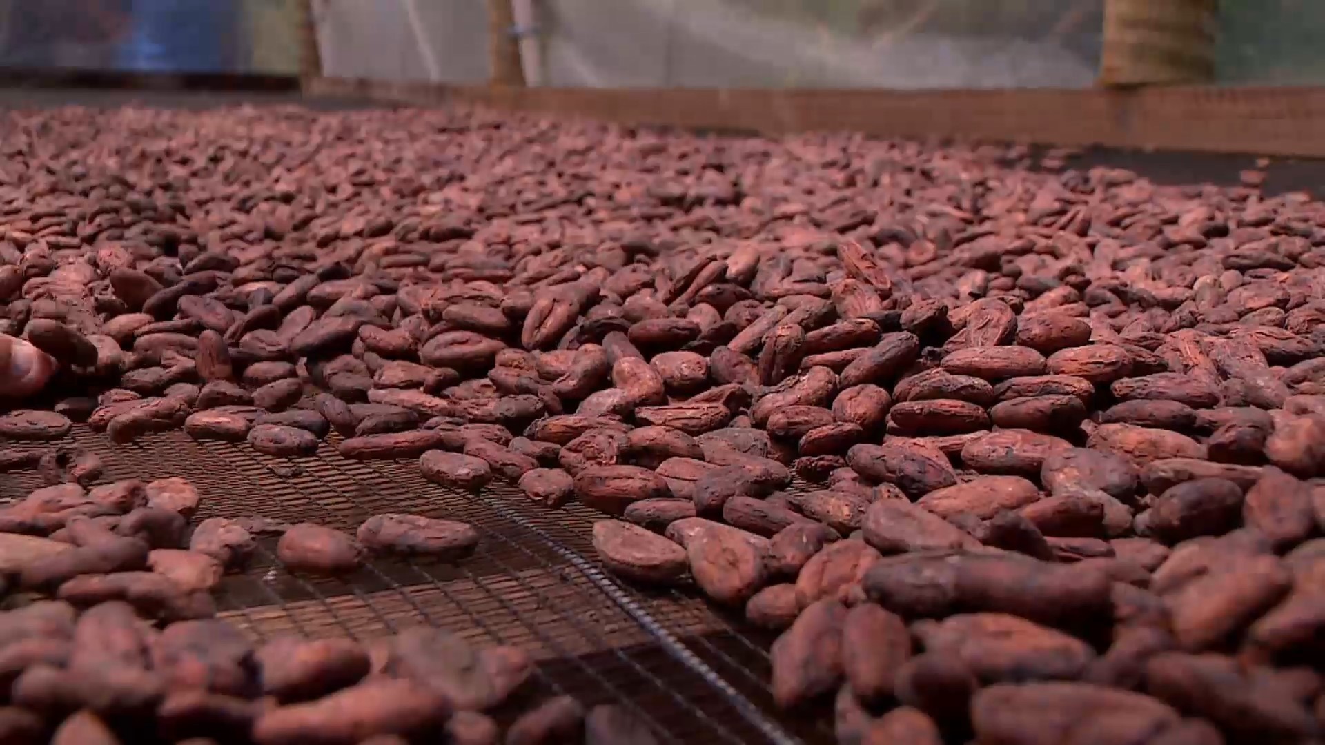 Chocolate e empoderamento: conheça as mulheres produtoras de cacau no ES