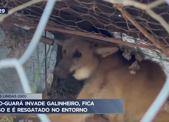 lobo-guara-e-resgatado-apos-invadir-galinheiro-no-entorno-do-df