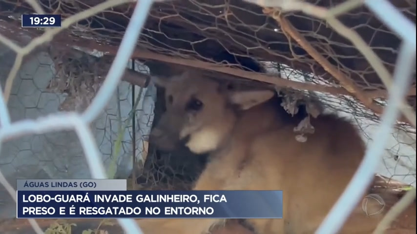 Lobo-guará é resgatado após invadir galinheiro no Entorno do DF