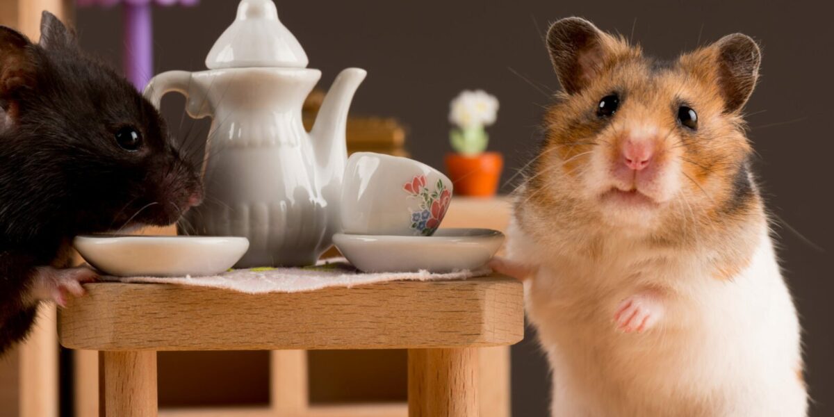 cafeterias-japonesas-expoem-animais-que-leis-internacionais-nao-permitem