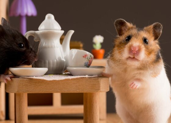 cafeterias-japonesas-expoem-animais-que-leis-internacionais-nao-permitem