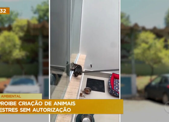 policia-ambiental-explica-como-funciona-o-trabalho-de-resgate-de-animais-silvestres