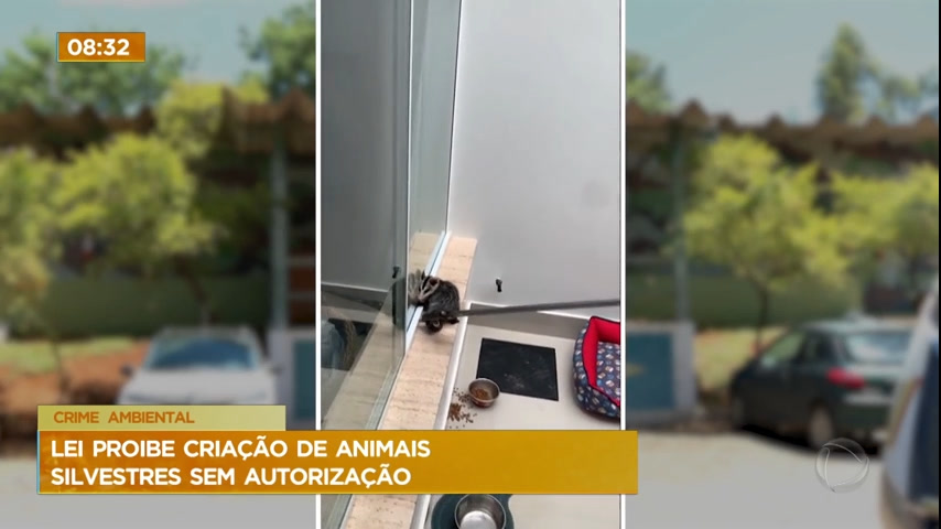 Polícia Ambiental explica como funciona o trabalho de resgate de animais silvestres