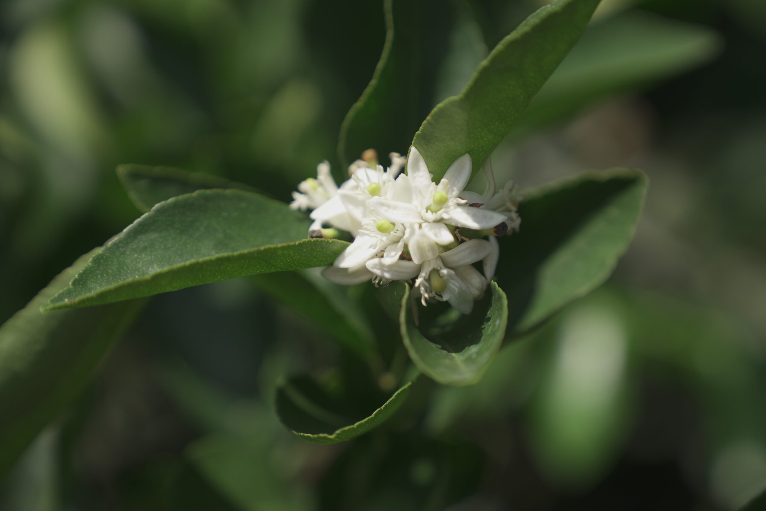Limão-taiti não é limão de verdade; entenda a diferença