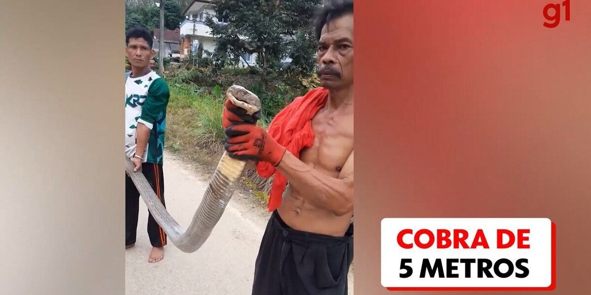 video:-serpente-venenosa-de-mais-de-5-metros-e-capturada-em-quintal-de-idosa-na-tailandia