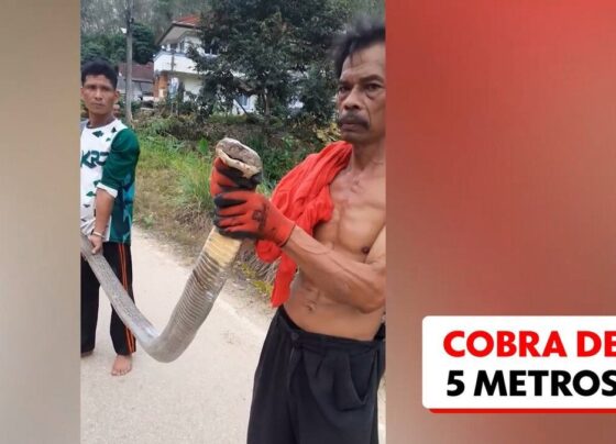 video:-serpente-venenosa-de-mais-de-5-metros-e-capturada-em-quintal-de-idosa-na-tailandia