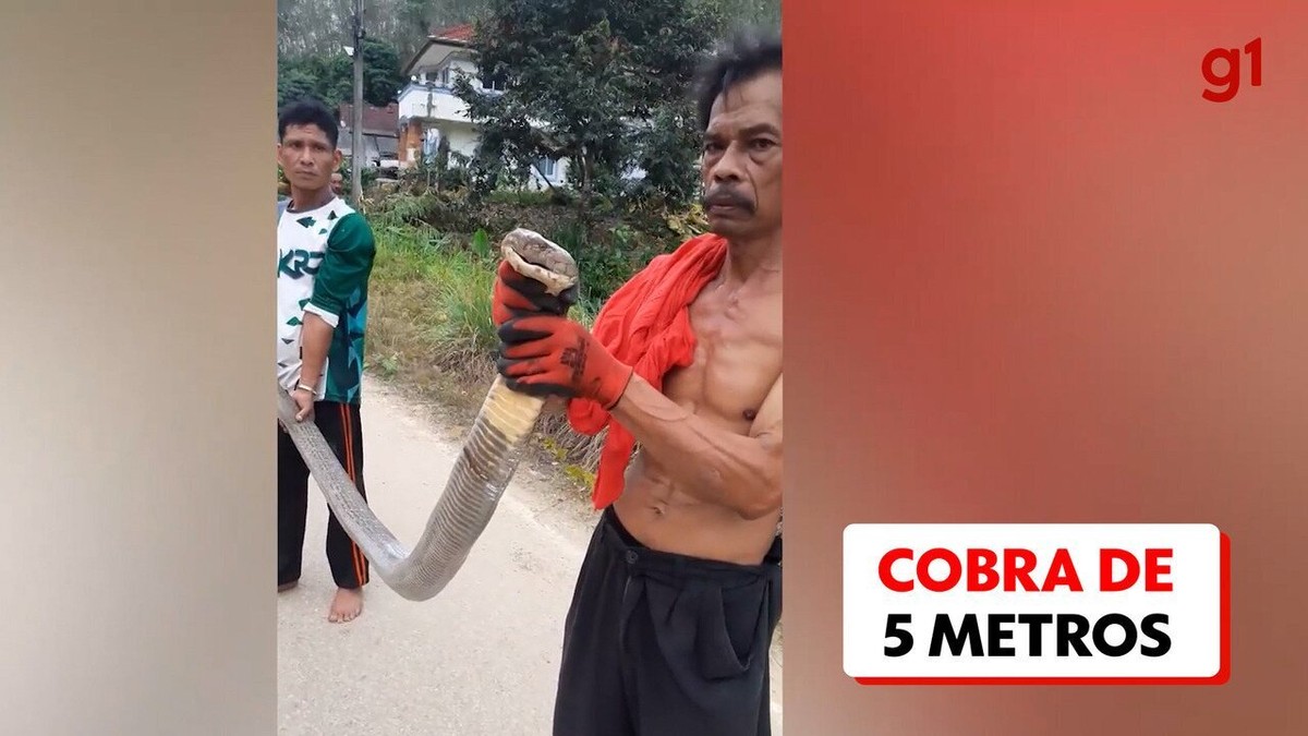VÍDEO: Serpente venenosa de mais de 5 metros é capturada em quintal de idosa na Tailândia