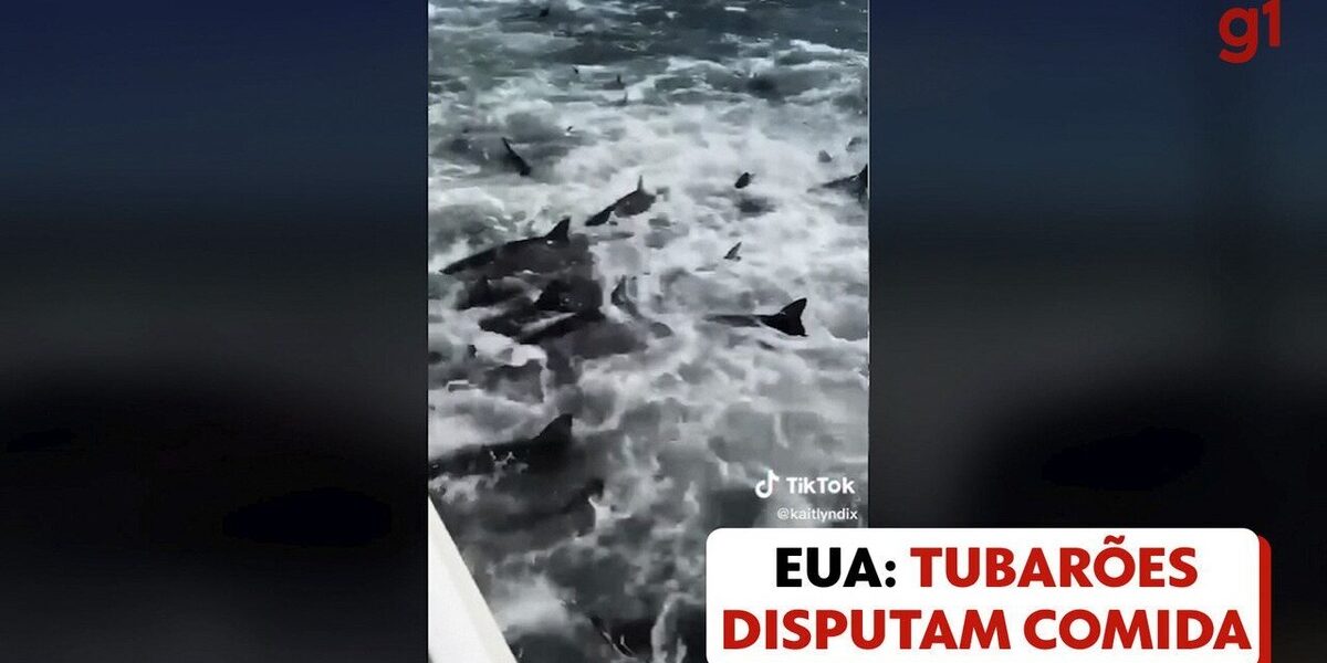 video:-pescador-flagra-dezenas-de-tubaroes-atacando-cardume-na-costa-dos-eua
