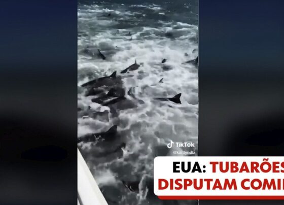 video:-pescador-flagra-dezenas-de-tubaroes-atacando-cardume-na-costa-dos-eua
