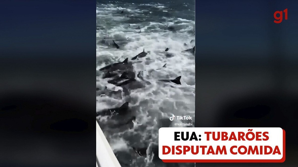 VÍDEO: pescador flagra dezenas de tubarões atacando cardume na costa dos EUA