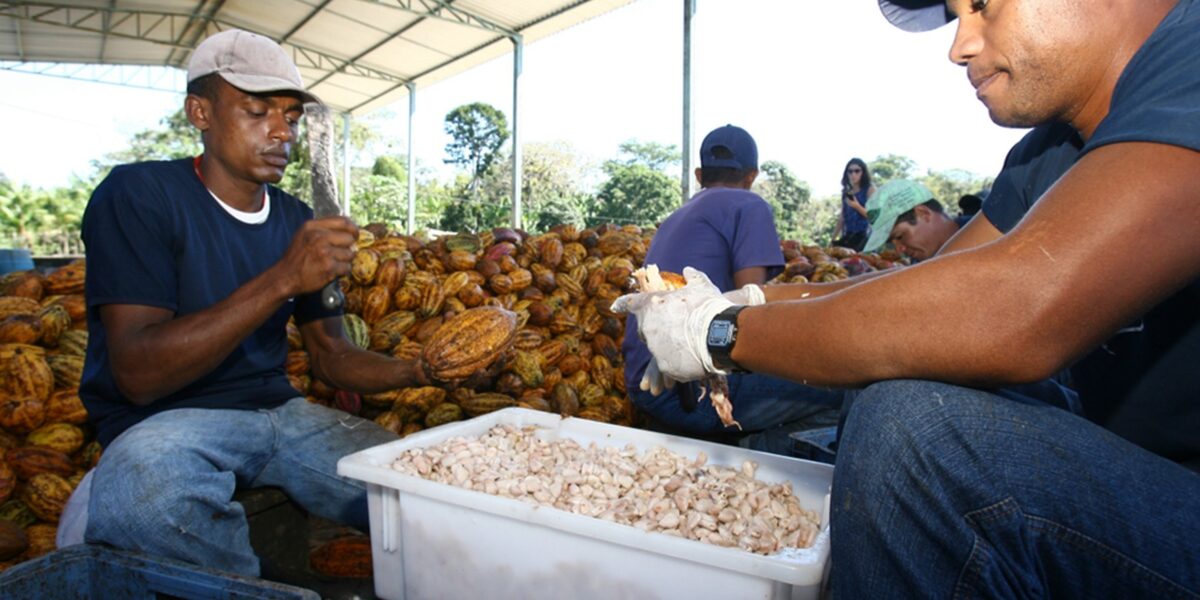 cacau:-o-que-o-cultivo-dessa-fruta-pode-ensinar-sobre-planejamento