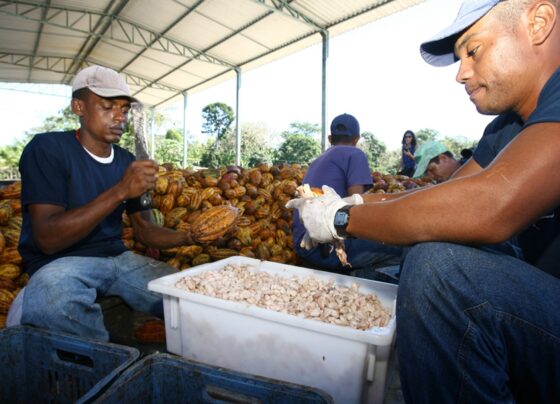 cacau:-o-que-o-cultivo-dessa-fruta-pode-ensinar-sobre-planejamento