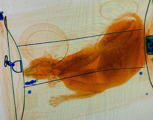 foto:-maquina-de-raio-x-flagra-gato-em-mala-em-aeroporto-dos-eua