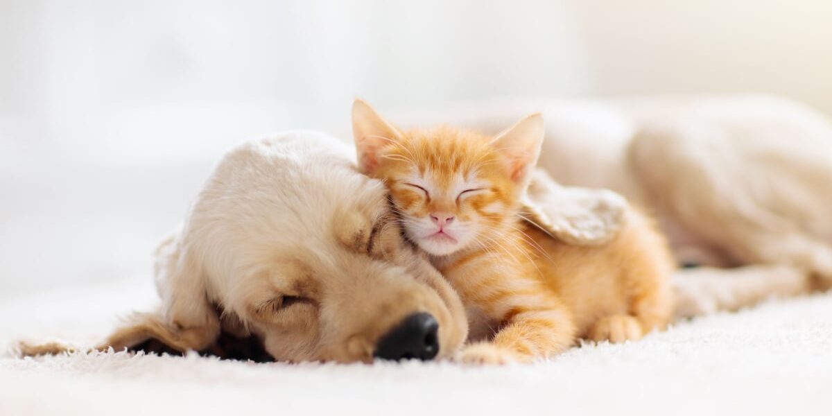 gatos-sao-menos-inteligentes-que-os-cachorros?