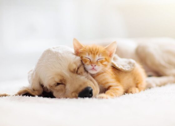 gatos-sao-menos-inteligentes-que-os-cachorros?