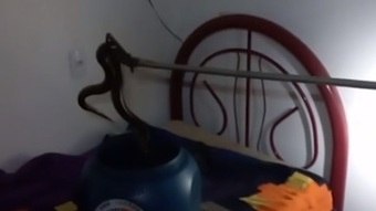 Vídeo: jiboia de 1,5 metro é resgatada em quarto de residência no Entorno do DF