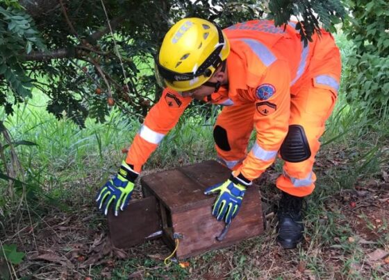 bombeiros-capturam-sagui-dentro-de-garagem-em-vicosa