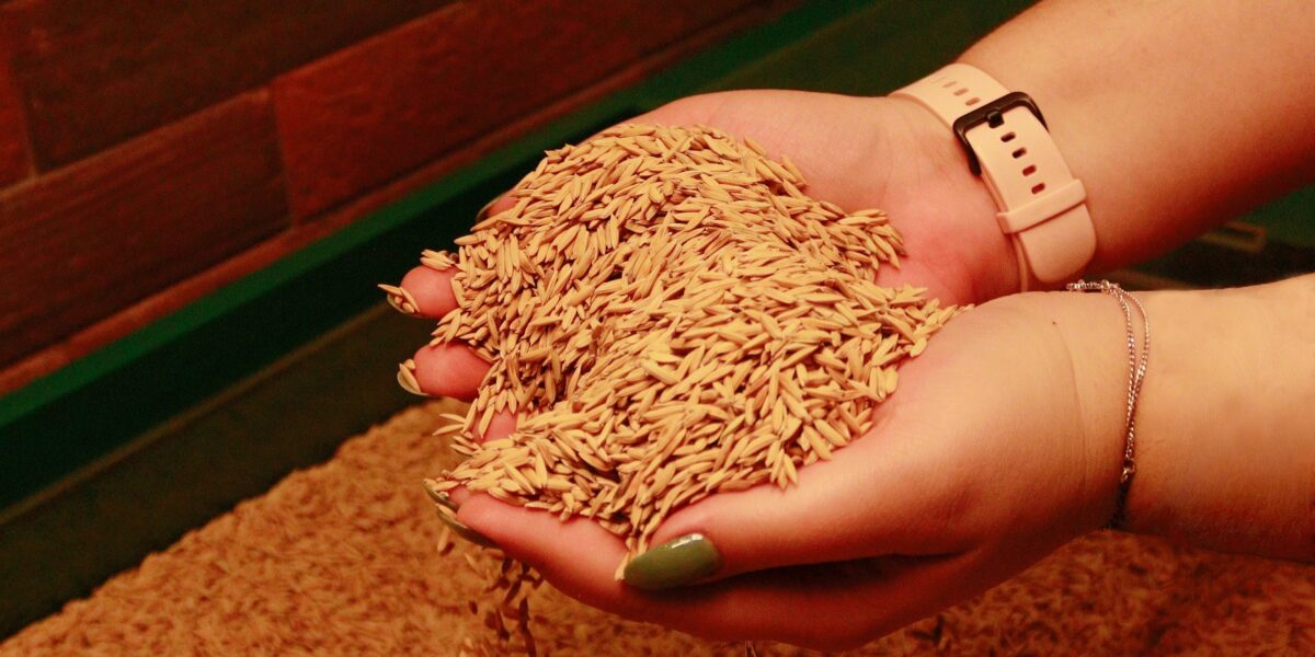 por-que-a-producao-de-arroz-deve-cair-ao-menor-nivel-em-25-anos