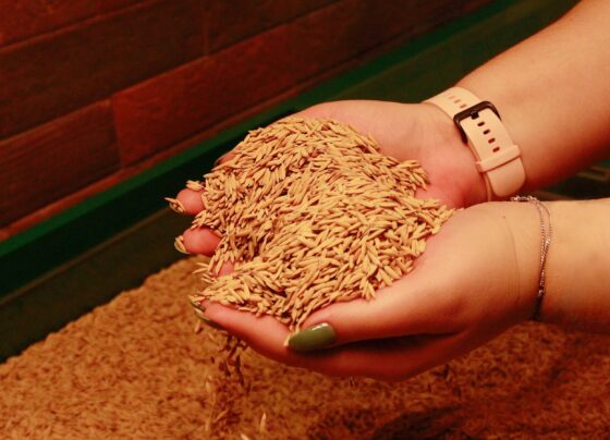 por-que-a-producao-de-arroz-deve-cair-ao-menor-nivel-em-25-anos