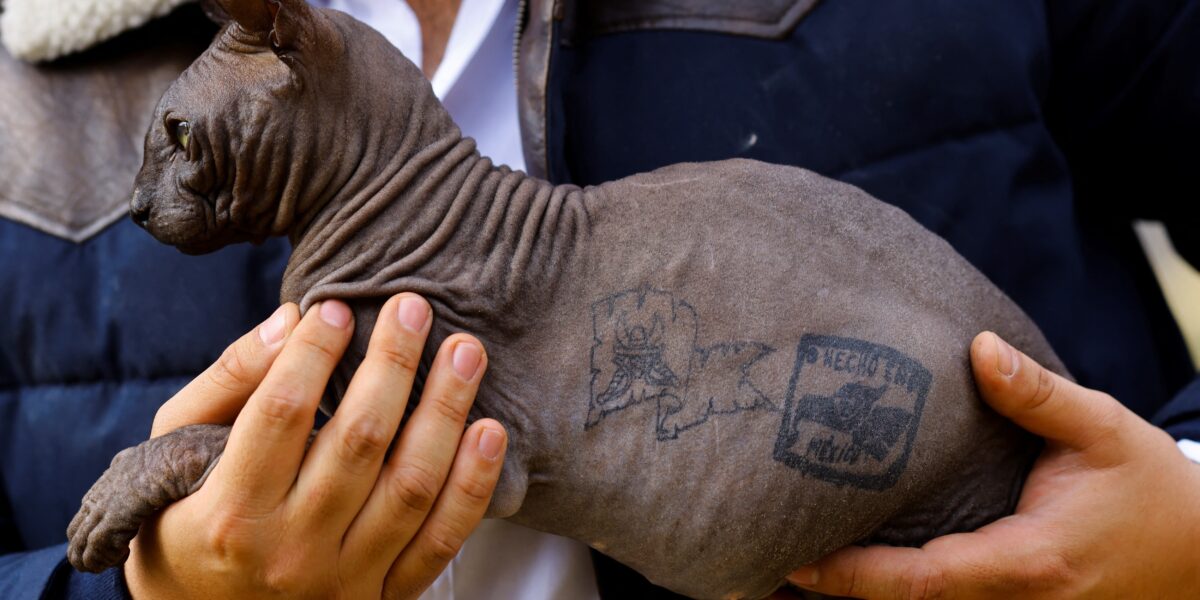 gato-tatuado-por-traficantes-e-resgatado-de-presidio-no-mexico-e-adotado-por-familia-dos-eua