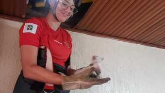 Após ficar uma semana preso em forro de teto, filhote de gato é resgatado no DF