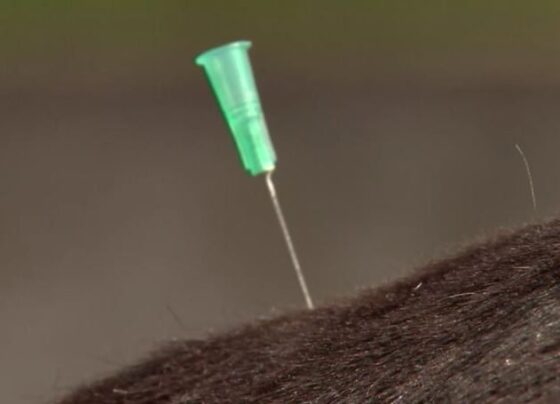 acupuntura-em-animais:-tecnica-milenar-chinesa-pode-trazer-alivio-imediato-para-dor