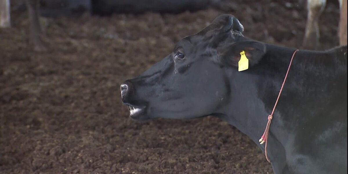 leite-organico-sustentavel:-substancia-na-racao-de-vacas-reduz-emissao-de-gas-metano