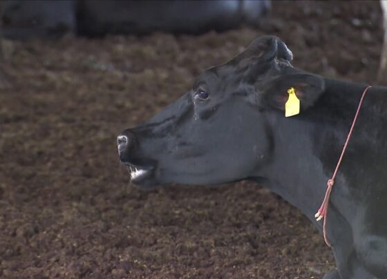 leite-organico-sustentavel:-substancia-na-racao-de-vacas-reduz-emissao-de-gas-metano