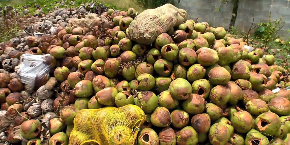 produtores-de-pitaya-desenvolvem-tecnicas-com-adubo-de-coco-e-plantio-em-estacas-de-concreto-para-aumentar-producao-no-es