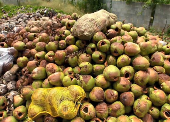 produtores-de-pitaya-desenvolvem-tecnicas-com-adubo-de-coco-e-plantio-em-estacas-de-concreto-para-aumentar-producao-no-es