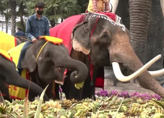 tailandia-comemora-dia-nacional-do-elefante-com-banquete-e-celebracoes;-veja-video